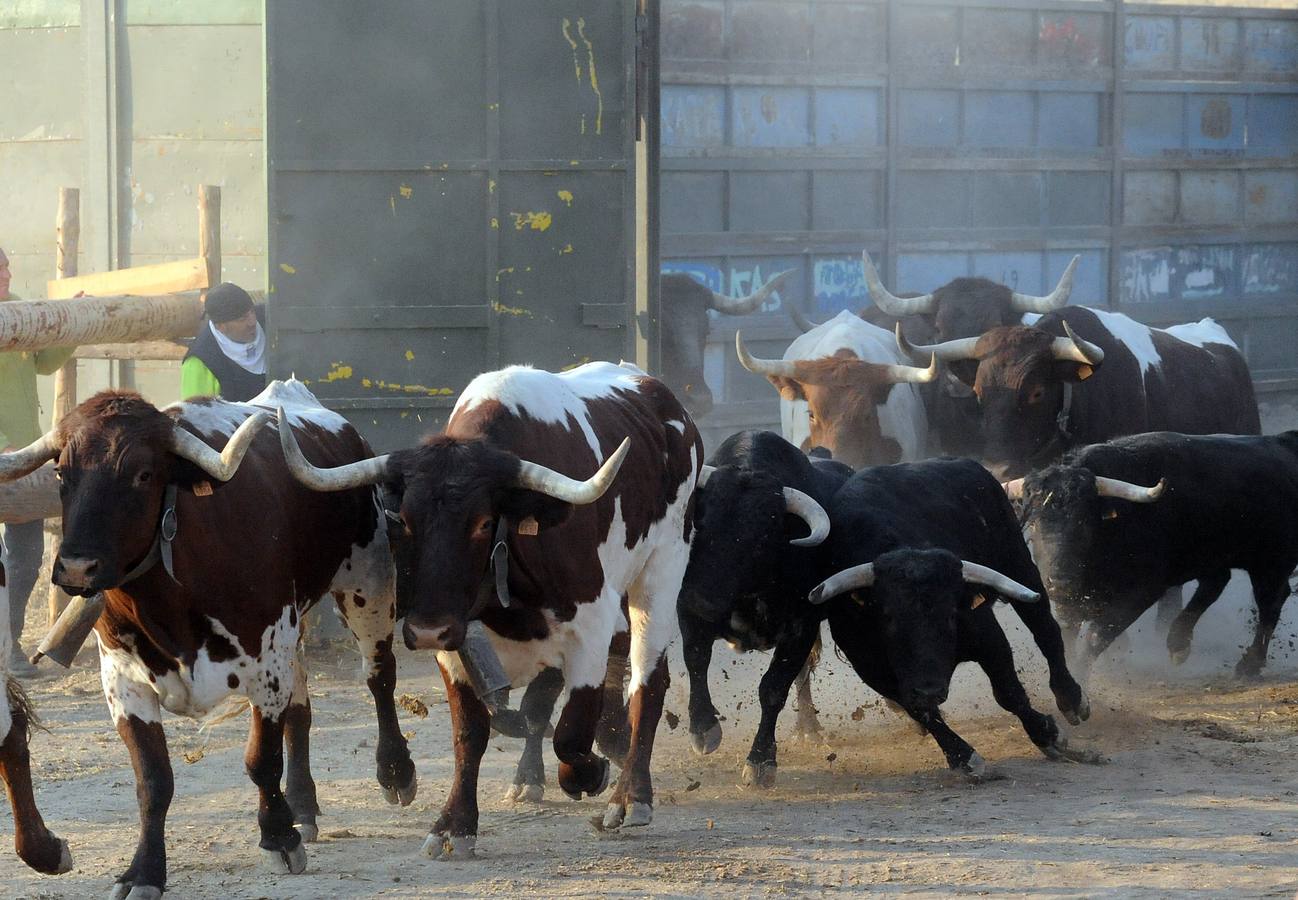 La suelta que se caracterizo por su rapidez y no contó con incidentes reseñables
