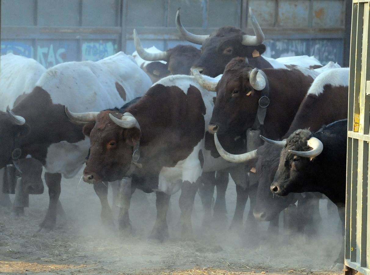 La suelta que se caracterizo por su rapidez y no contó con incidentes reseñables