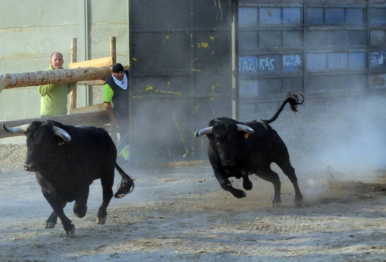 La suelta que se caracterizo por su rapidez y no contó con incidentes reseñables