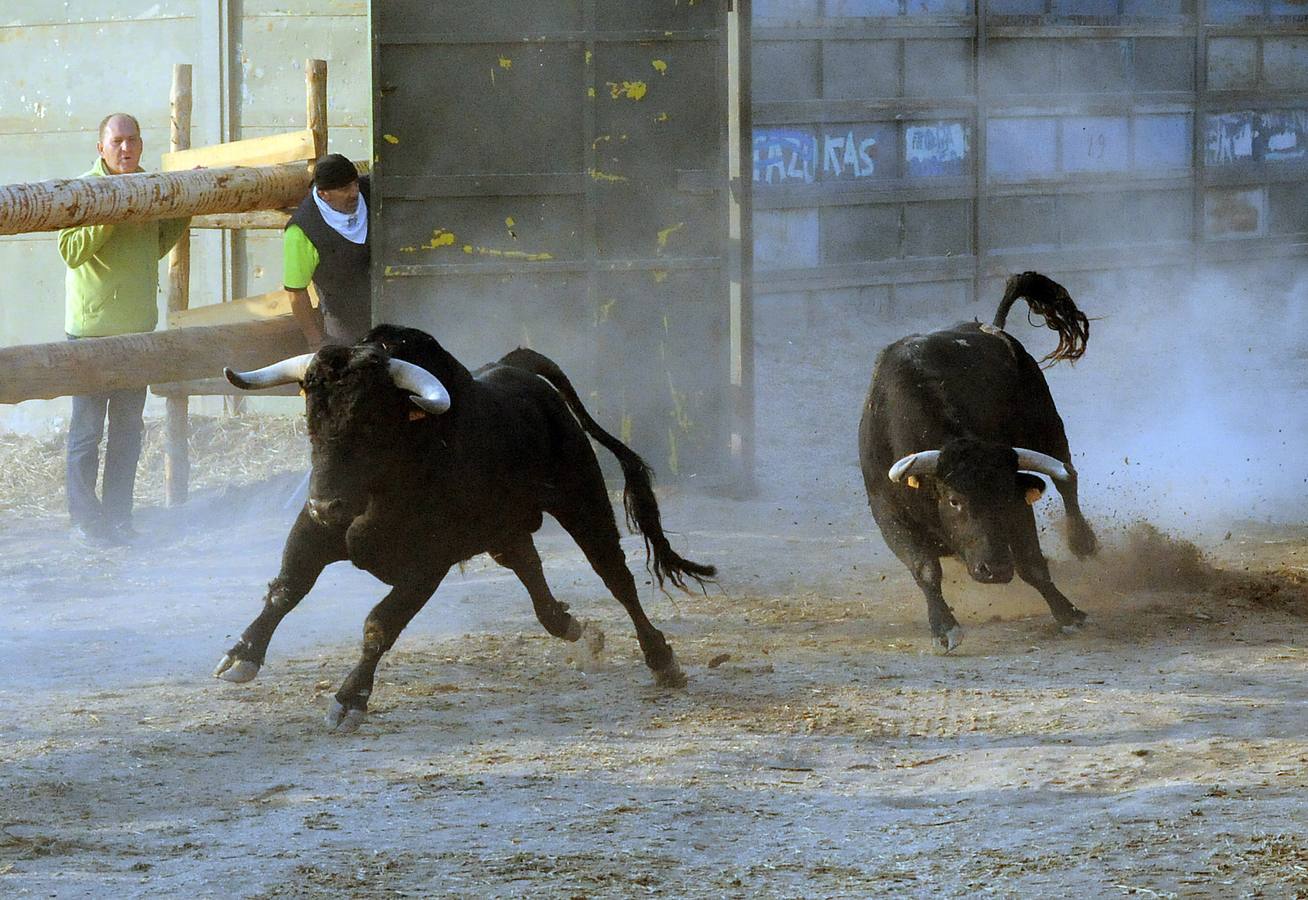 La suelta que se caracterizo por su rapidez y no contó con incidentes reseñables