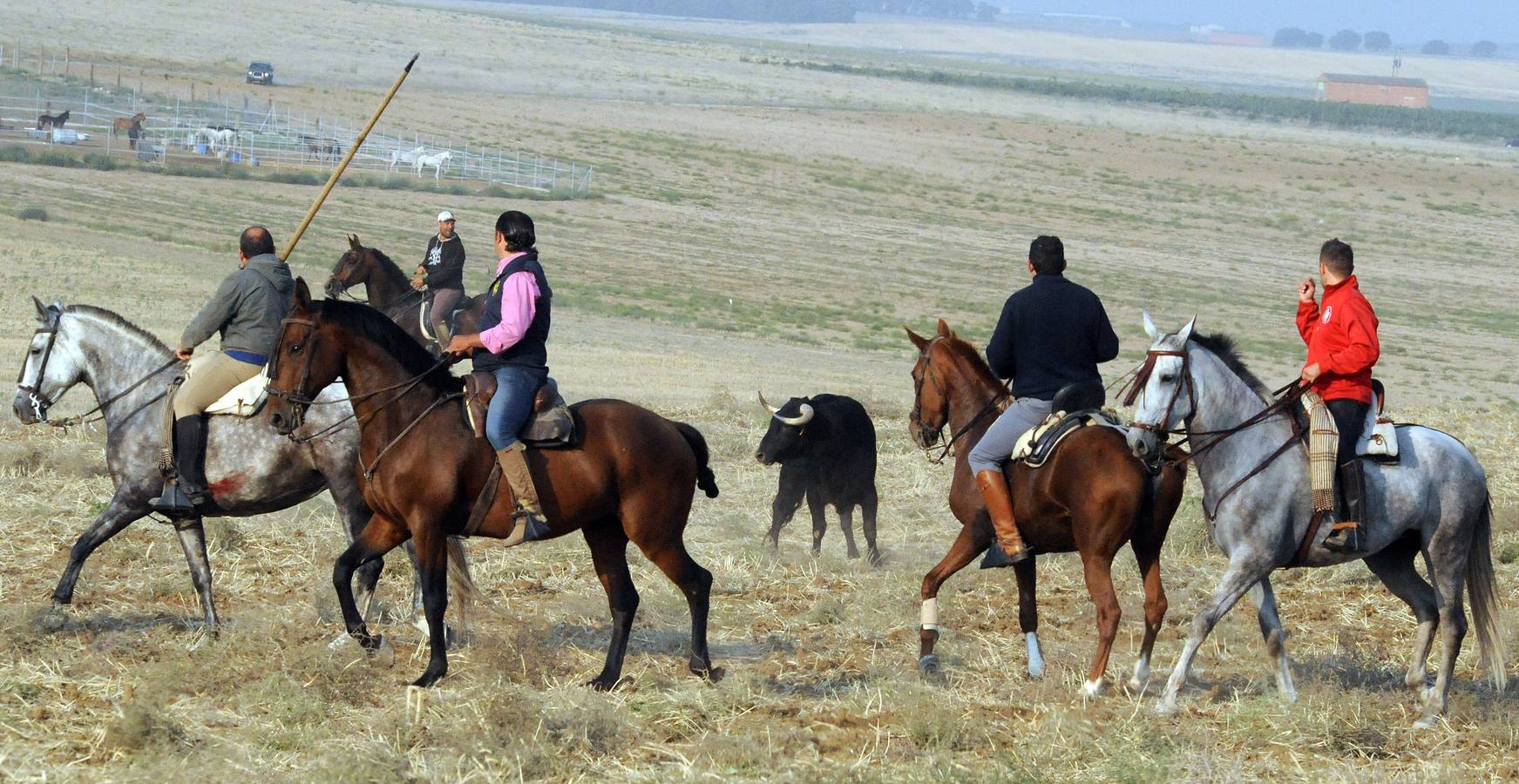 La suelta que se caracterizo por su rapidez y no contó con incidentes reseñables