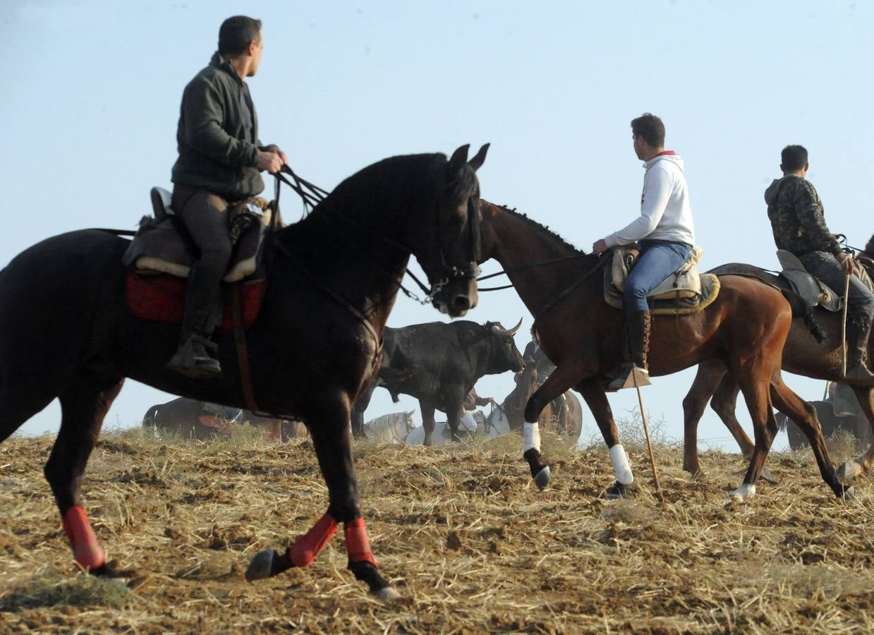 La suelta que se caracterizo por su rapidez y no contó con incidentes reseñables