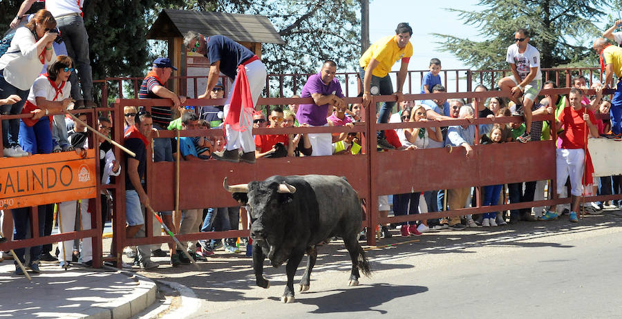 Toro del Cajón en Tordesillas