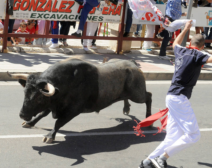 Toro del Cajón en Tordesillas