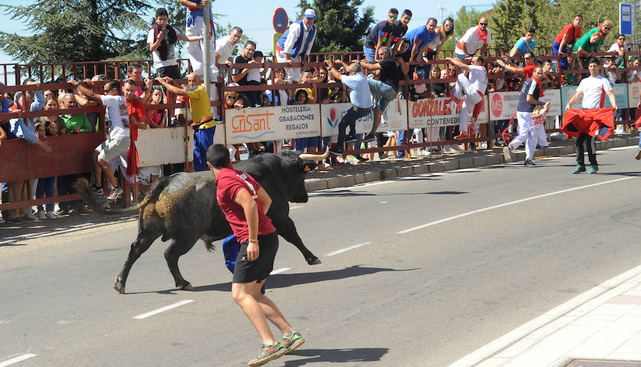 Toro del Cajón en Tordesillas