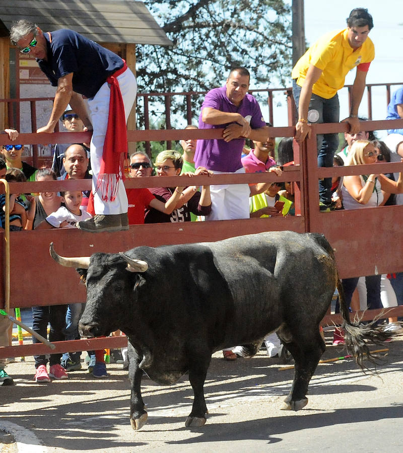 Toro del Cajón en Tordesillas