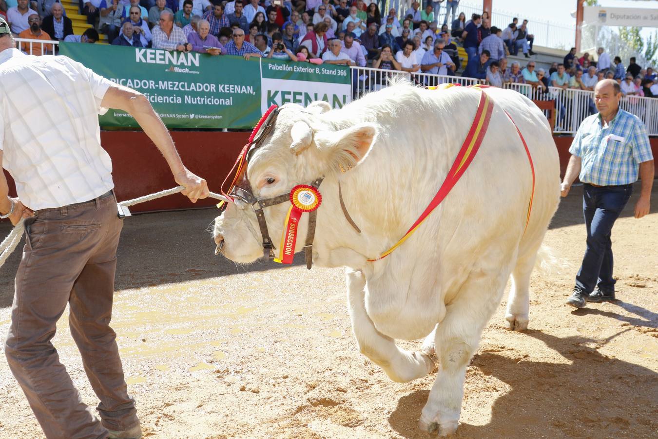 El precio más elevado ha sido de 7.200 euros para un macho limusín, Levi’s, de una ganadería extremeña