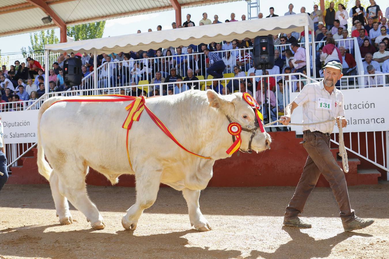 El precio más elevado ha sido de 7.200 euros para un macho limusín, Levi’s, de una ganadería extremeña