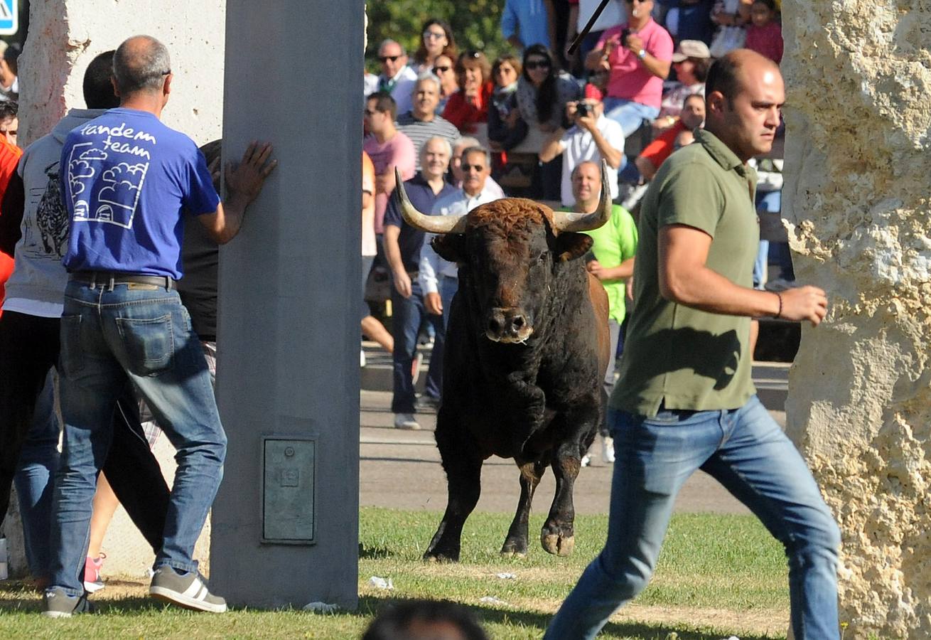 Un vecino de Málaga ha resultado herido grave tras sufrir una cornada en un muslo