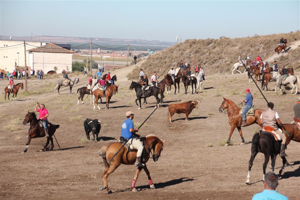 Segundo encierro de las fiestas de Arrabal de Portillo (Valladolid)