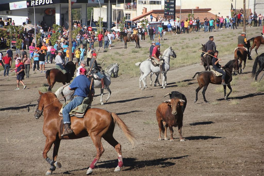 Segundo encierro de las fiestas de Arrabal de Portillo (Valladolid)