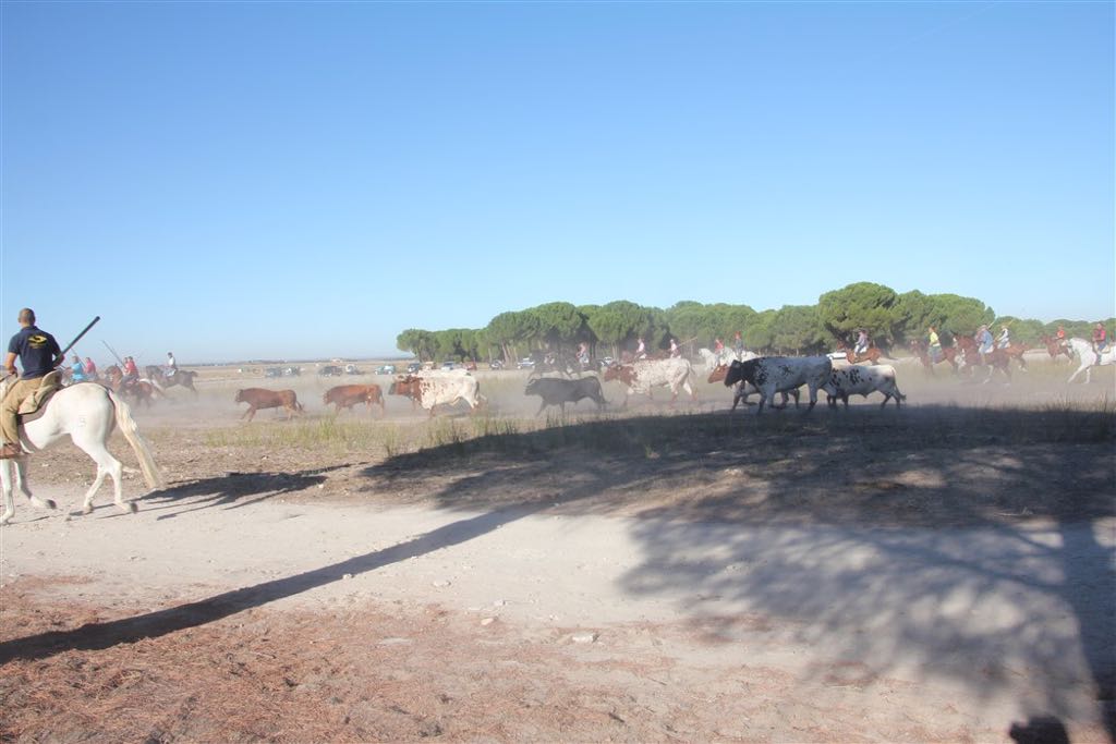 Segundo encierro de las fiestas de Arrabal de Portillo (Valladolid)