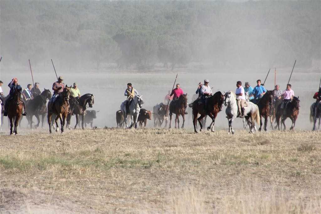 Segundo encierro de las fiestas de Arrabal de Portillo (Valladolid)