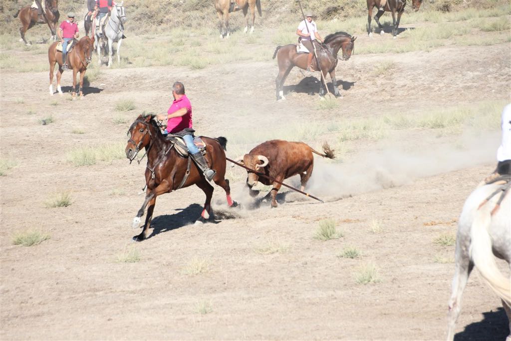 Segundo encierro de las fiestas de Arrabal de Portillo (Valladolid)