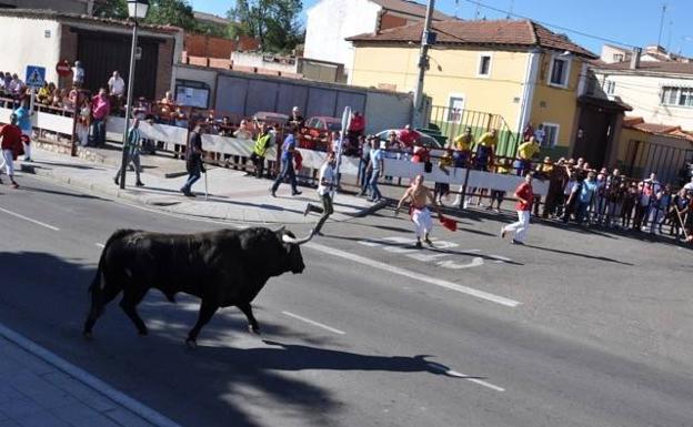 Sobrero del Toro de la vega en el festejo celebrado esta mañana en Tordesillas.