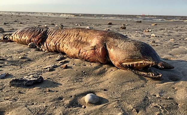 Aparece una extraña criatura en la playa tras el huracán Harvey