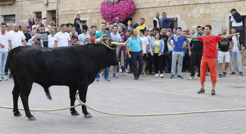 Debe esperarse aún al fallo del Supremo para poder determinar cuál será el futuro de este festejo taurino que viene enfrentando en las últimas décadas a organizaciones de defensa de los animales con los vecinos del pueblo