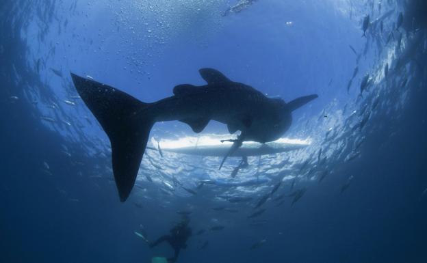 Ejemplar de tiburón ballena.