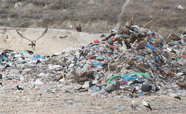 Una decena de buitres se alimenta en la tarde del jueves en una montaña de basura del vertedero de Valdeseñor, a unos diez kilómetros de la Palencia.