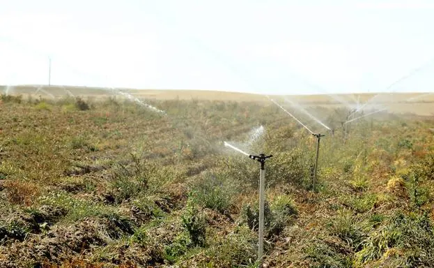 Riego de una plantación.