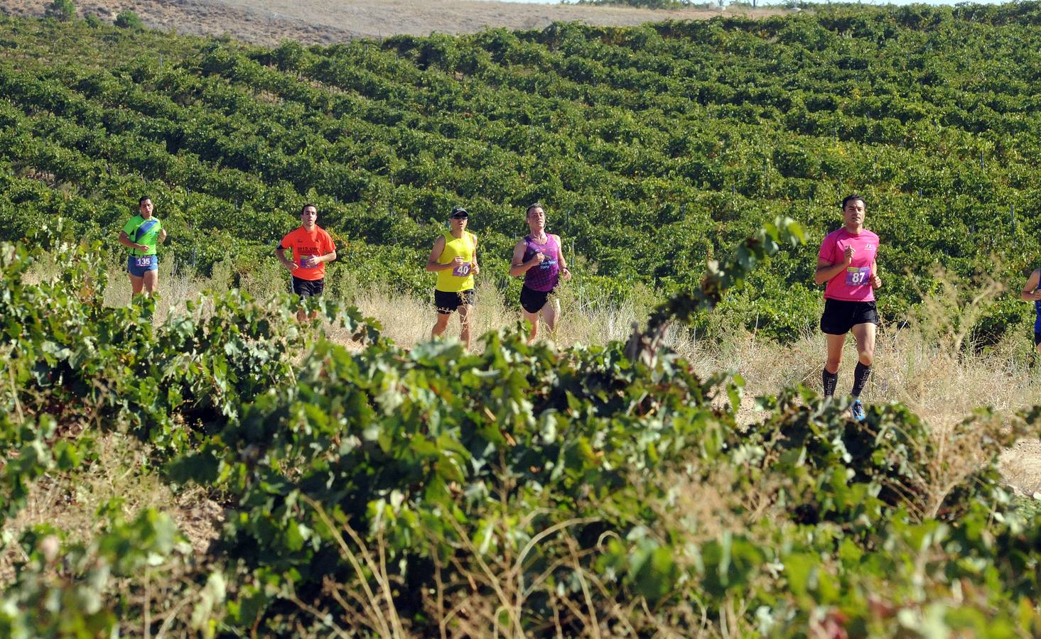 Circuito &#039;Corriendo entre Viñas&#039;