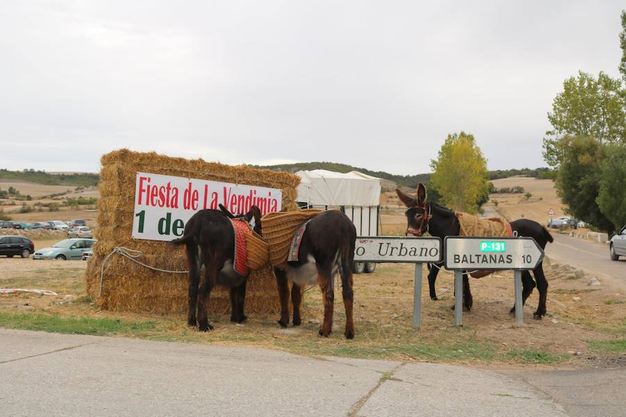 XX Fiesta de la Vendimia del Arlanza en Valdecañas de Cerrato (1/3)