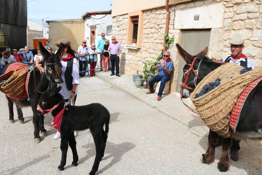 XX Fiesta de la Vendimia del Arlanza en Valdecañas de Cerrato (1/3)