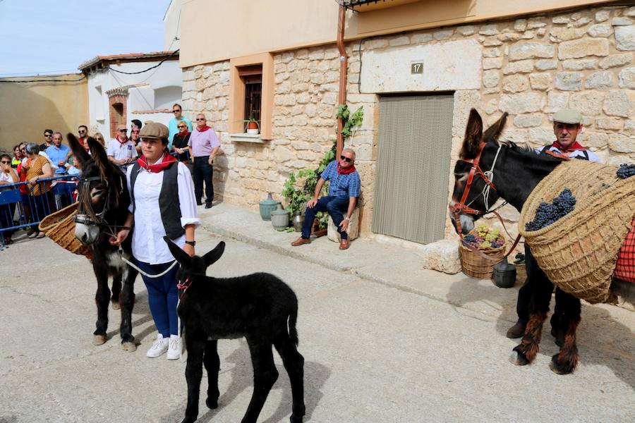 XX Fiesta de la Vendimia del Arlanza en Valdecañas de Cerrato (1/3)
