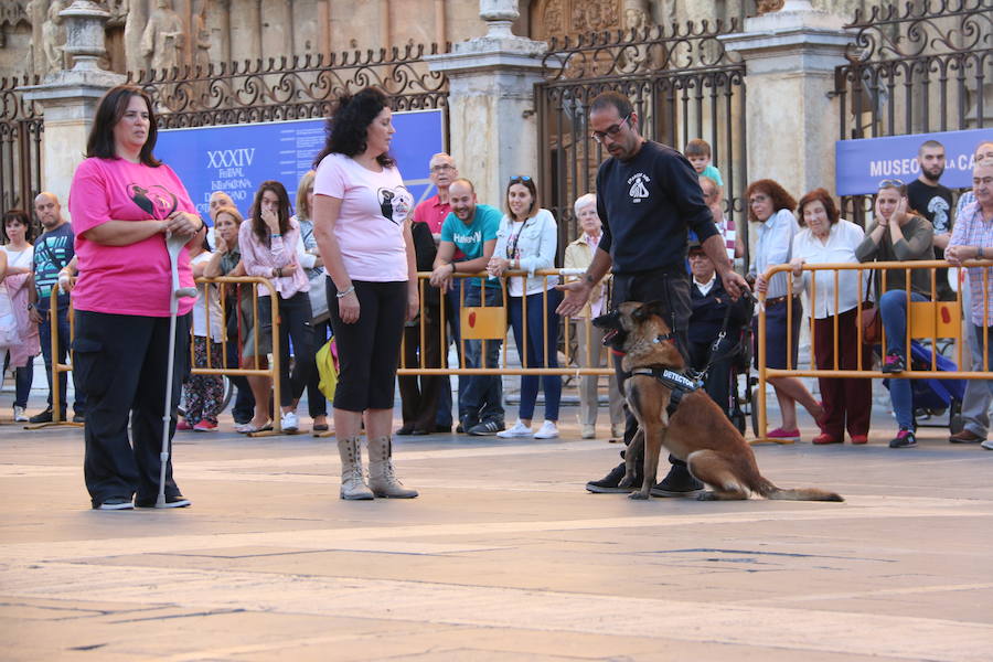 Exhibición canina a los pies de la Catedral