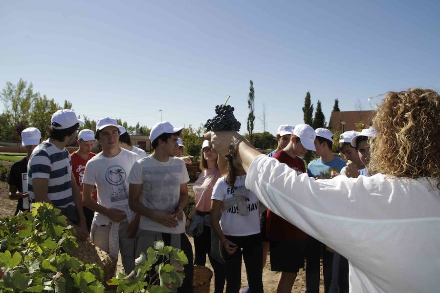 Durante la entrega de los galardones, los estudiantes participaron en distintas actividades de recreo y didácticas en un viñedo del grupo bodeguero familiar Emilio Moro, organizador del certamen