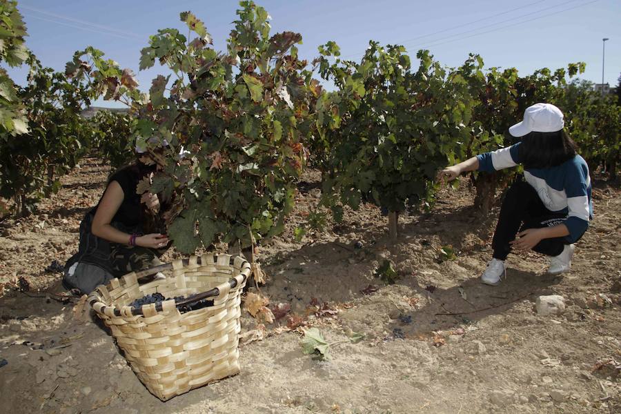Durante la entrega de los galardones, los estudiantes participaron en distintas actividades de recreo y didácticas en un viñedo del grupo bodeguero familiar Emilio Moro, organizador del certamen