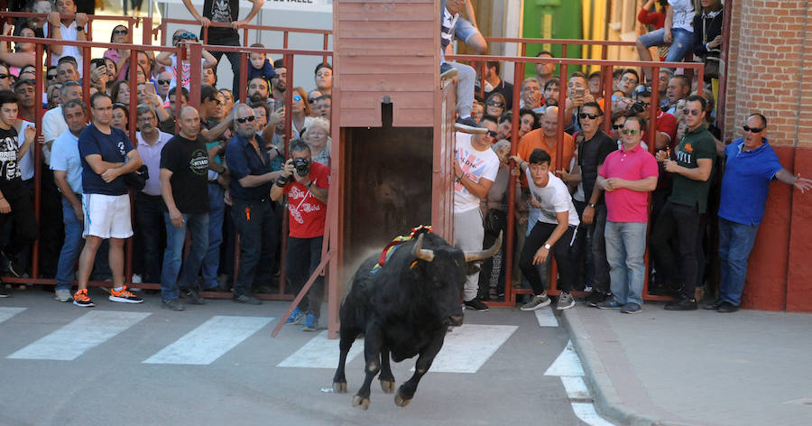 Toro en cajón en la Fiesta de la Vendimia de Rueda