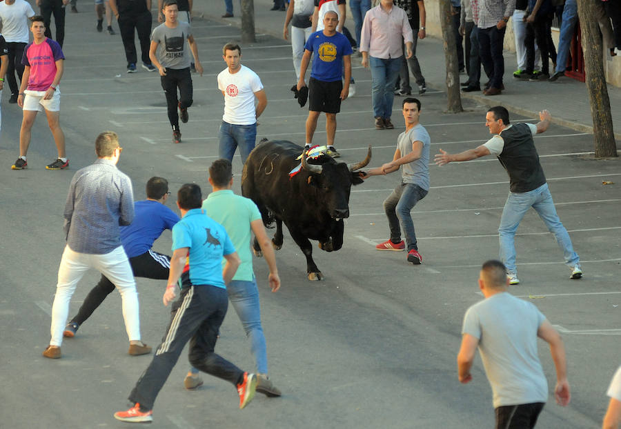 Toro en cajón en la Fiesta de la Vendimia de Rueda
