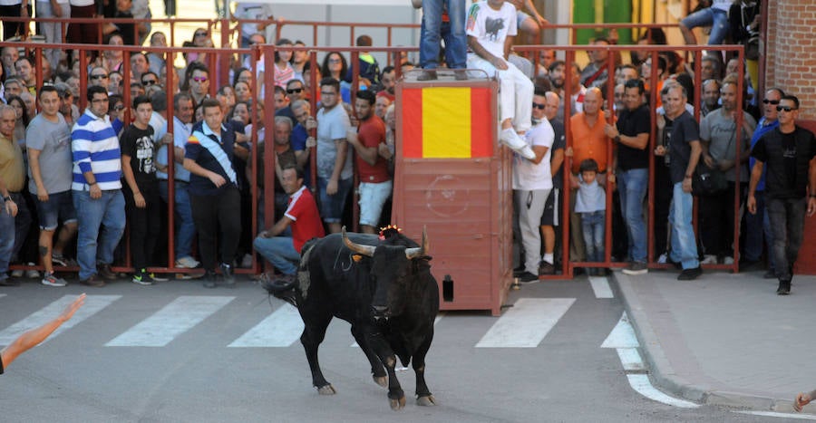 Toro en cajón en la Fiesta de la Vendimia de Rueda