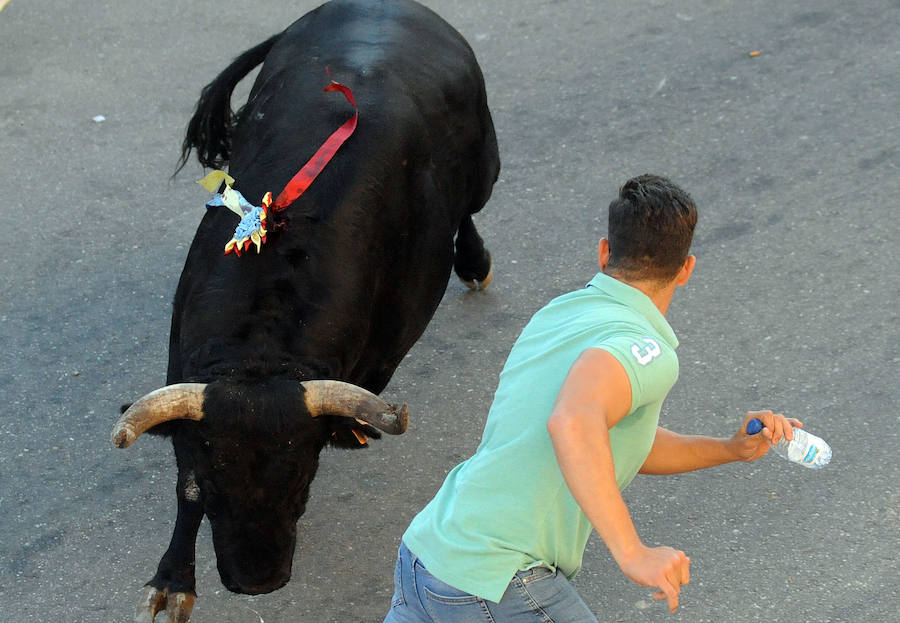 Toro en cajón en la Fiesta de la Vendimia de Rueda