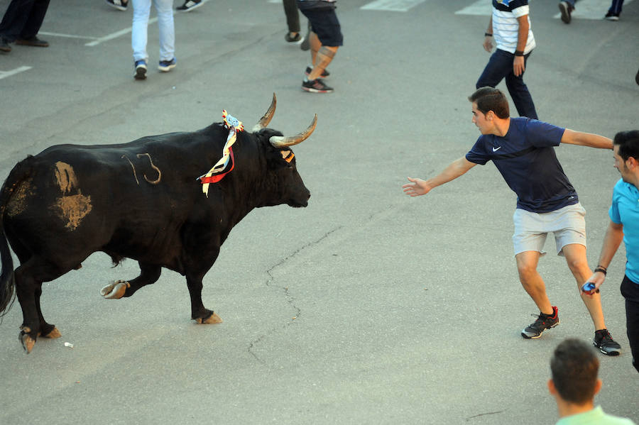 Toro en cajón en la Fiesta de la Vendimia de Rueda