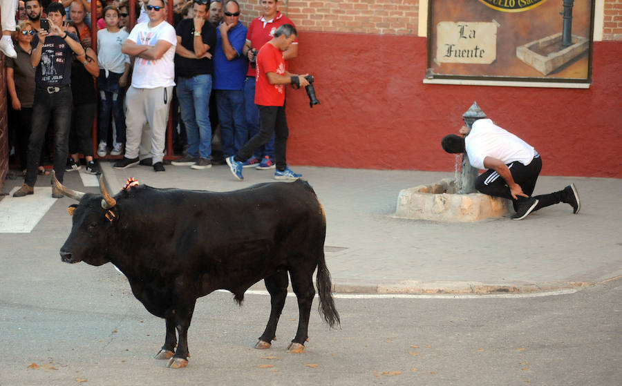 Toro en cajón en la Fiesta de la Vendimia de Rueda