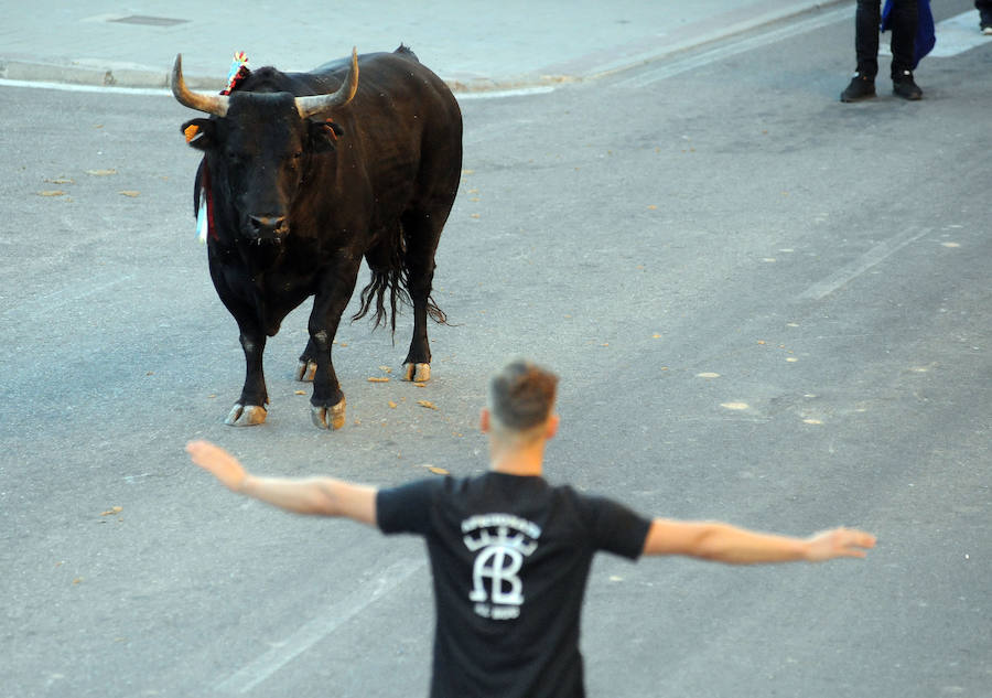 Toro en cajón en la Fiesta de la Vendimia de Rueda