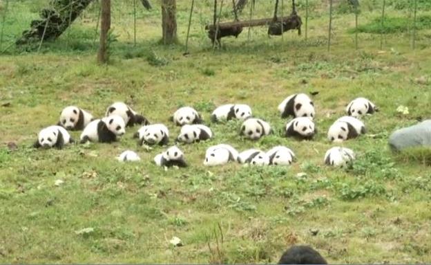 Una enorme foto de familia de osos panda