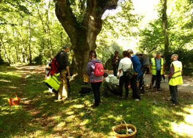 Imagen secundaria 1 - Arriba, Craterllus Cornucopoides. Debajo a la derecha, Macrolepiota Procera y a la izquierda recolectores durante una joranada de búsqueda de setas.