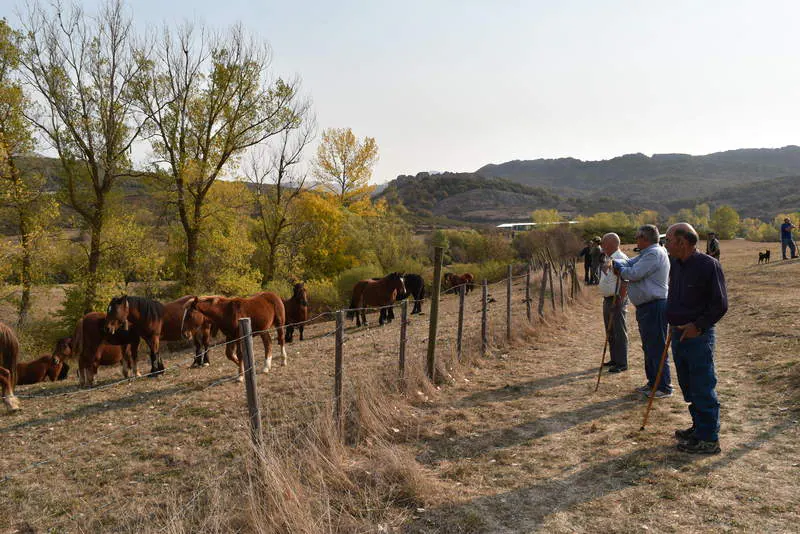 San Salvador de Cantamuda reúne a numerosos curiosos y turistas para ver y comprar estos animales