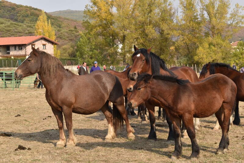 San Salvador de Cantamuda reúne a numerosos curiosos y turistas para ver y comprar estos animales