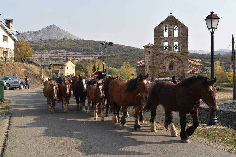 San Salvador de Cantamuda reúne a numerosos curiosos y turistas para ver y comprar estos animales