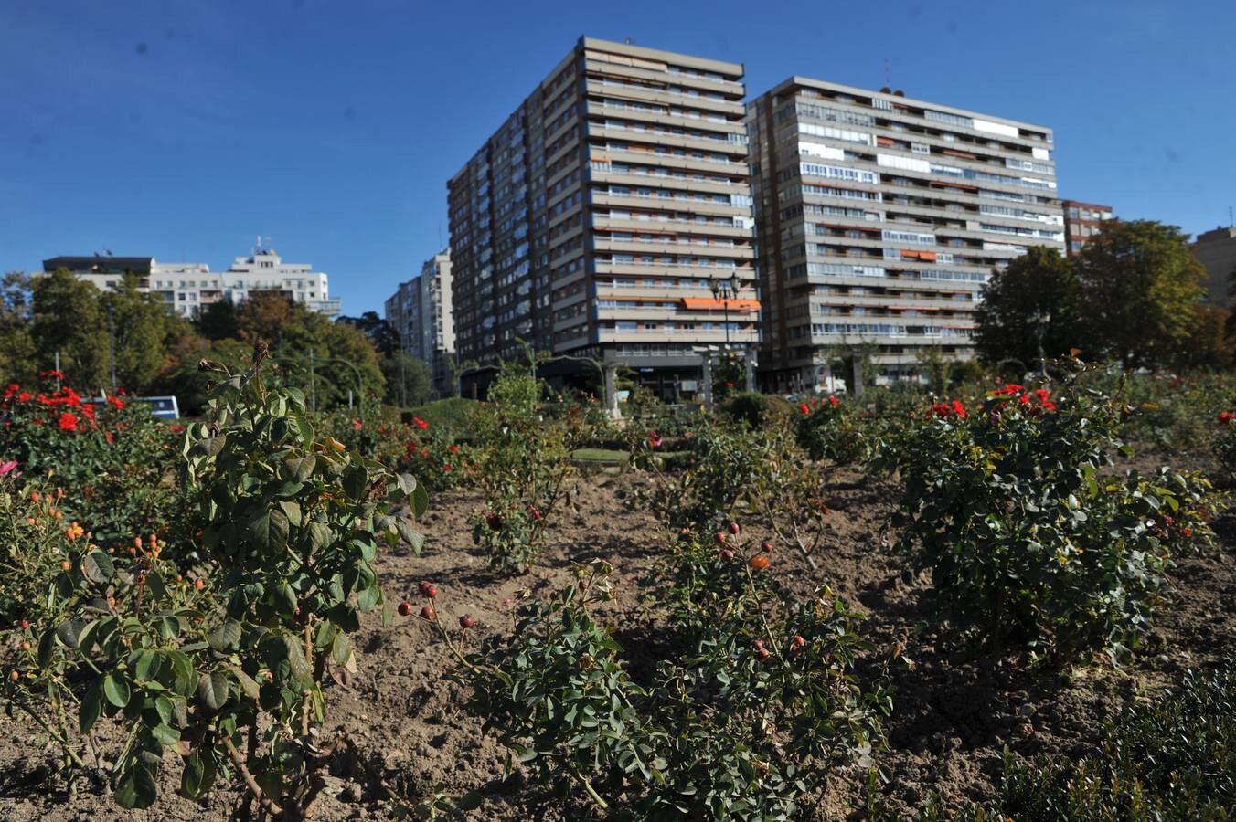 Los efectos de la sequía en los jardines públicos de Valladolid