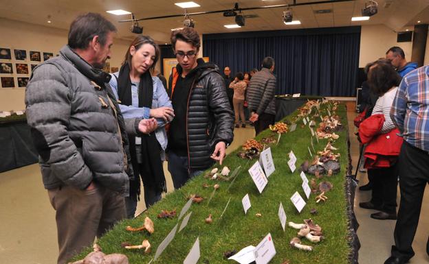 El otoño más difícil para encontrar níscalos