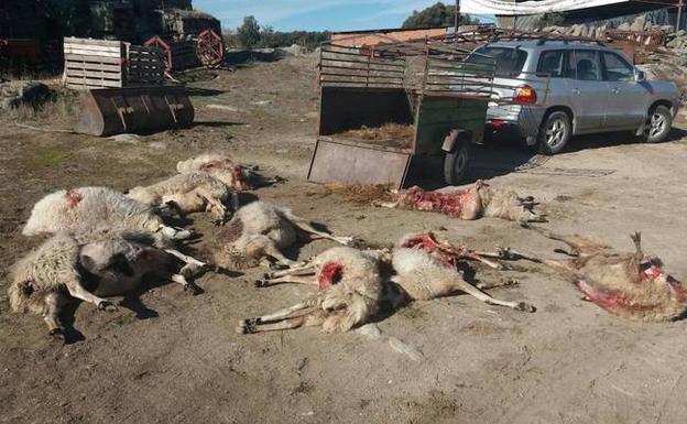 Ovejas muertas en el ataque de lobo en Moral de Sayago