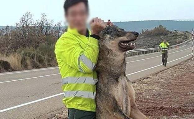 Trabajador de Tragsa fotografiado con el lobo. 