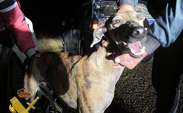 Desmantelan una red de caza furtiva nocturna con galgos en Castrillo de Duero