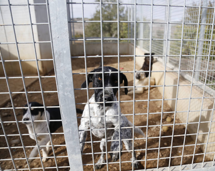 Instalaciones y perros acogidos en el centro de la protectora de animales del camino de la Carabajala