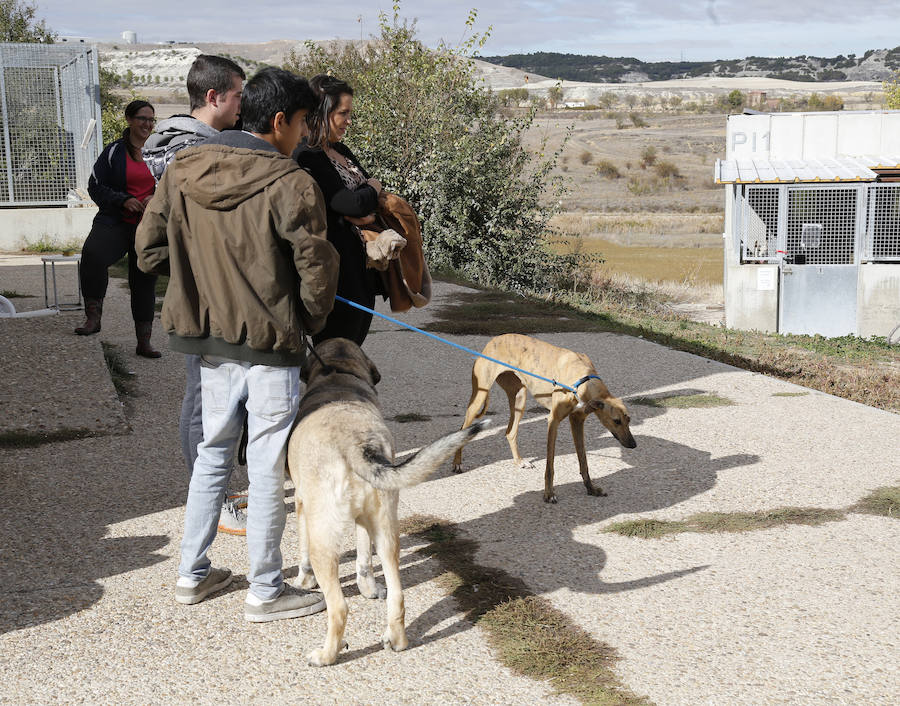 Instalaciones y perros acogidos en el centro de la protectora de animales del camino de la Carabajala